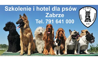 Cywil K9, Hotel Dla Psów, Behawiorysta